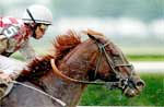 Online Horse Betting Online Horse Betting